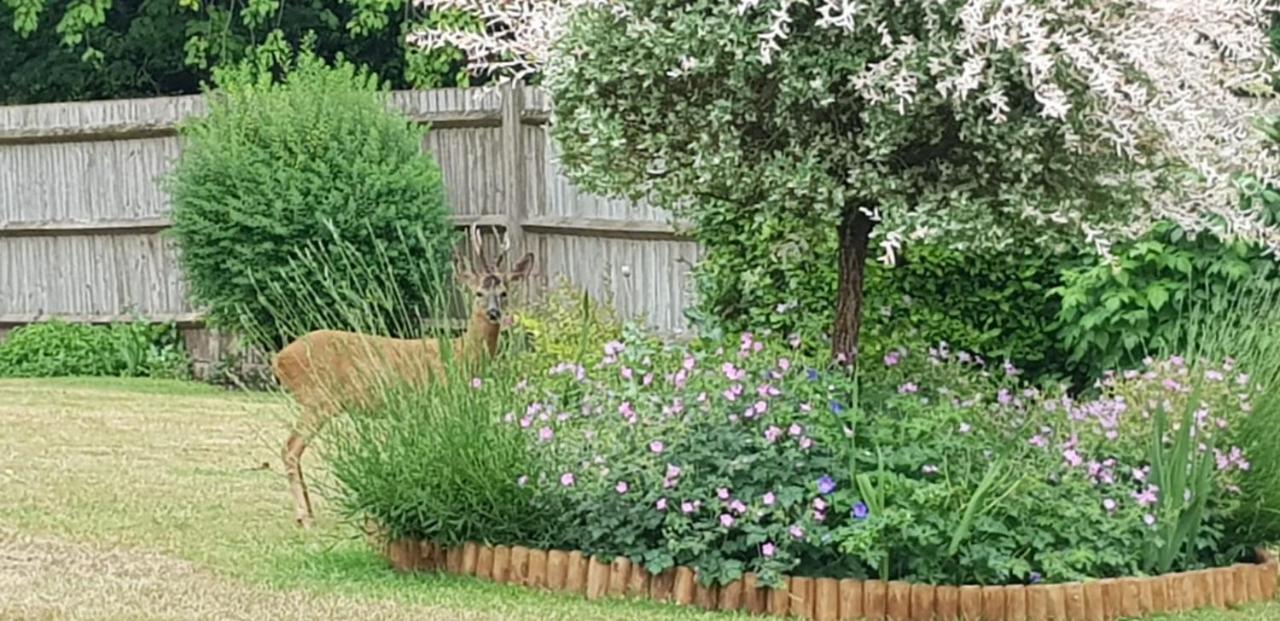 Bed and Breakfast Ha'Penny Acre Sherfield English Esterno foto